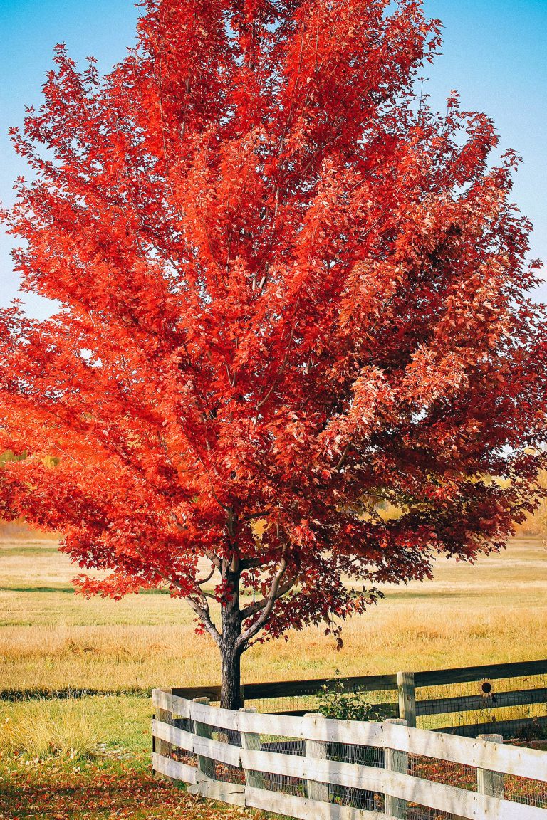 The Best Fast Growing Trees for Privacy, Shade, Color and More