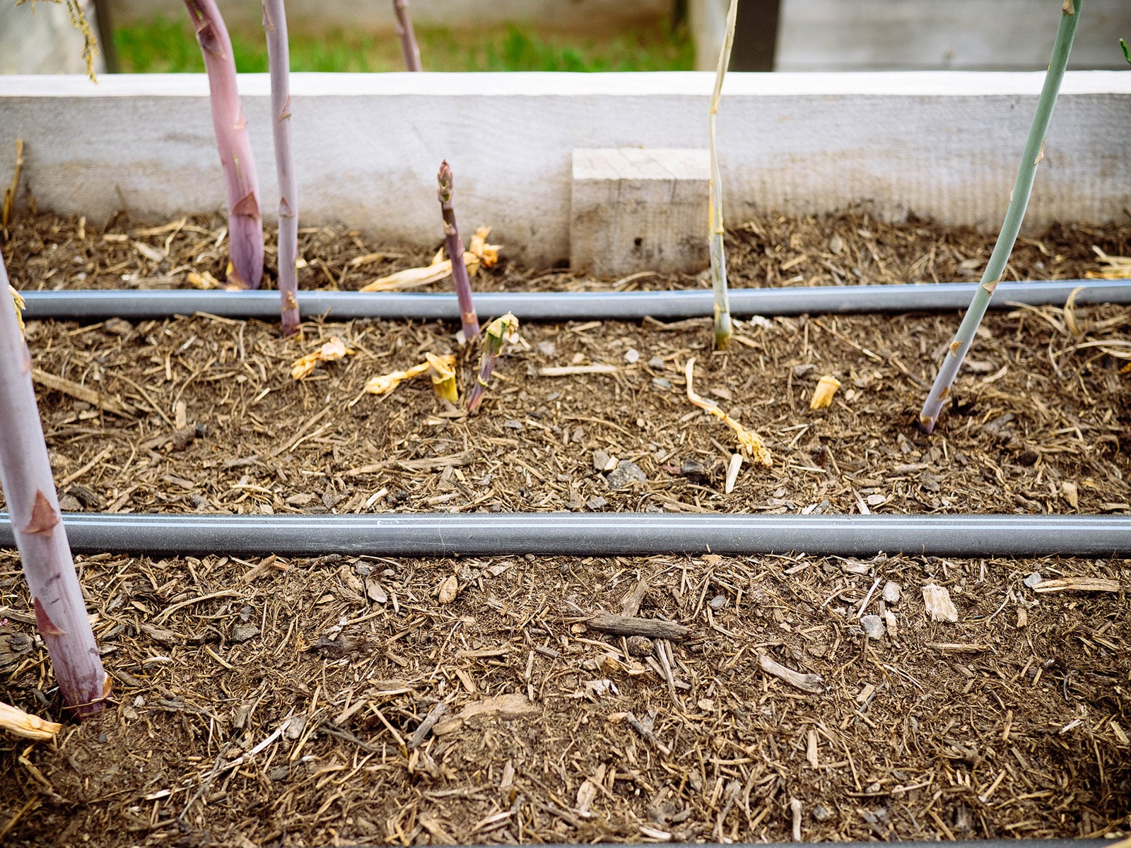 Compost used as mulch in a raised asparagus bed