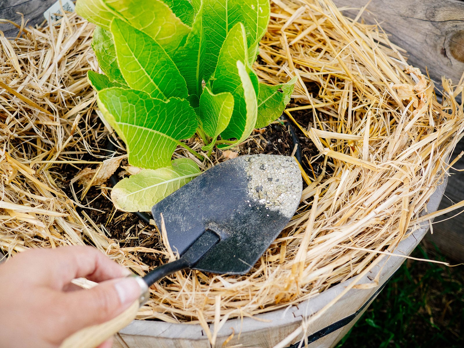 Hand holding a trowel with granular fertilizer in it, fertilizing a wooden barrel planter with a horseradish plant growing in it