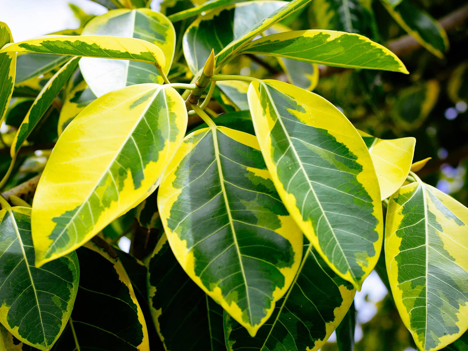 How to grow a beautiful Ficus altissima