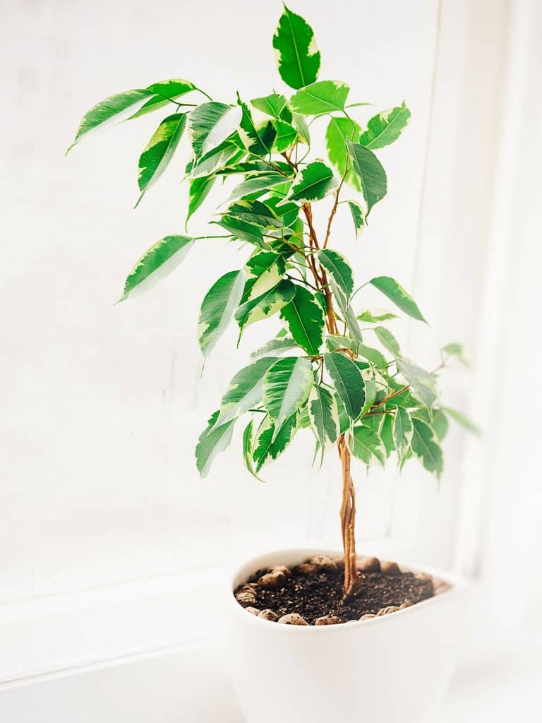 How to Grow a Healthy Weeping Fig (Ficus Benjamina)