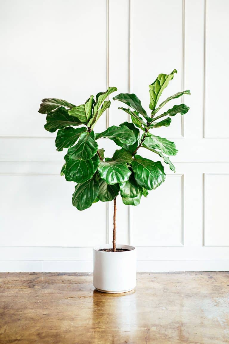 How to Keep Your Fiddle Leaf Fig Alive and Healthy (Ficus Lyrata)