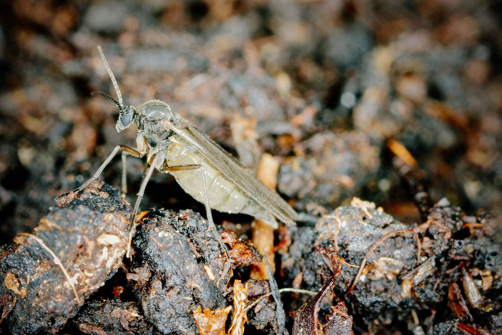 Macro shot of a fungus gnat on soil