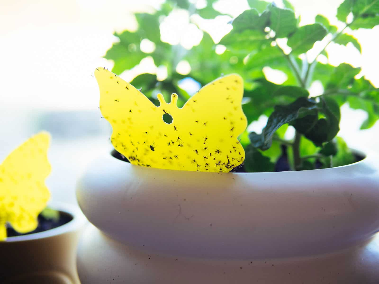 A small green plant in a white ceramic pot, with gnats stuck on a yellow sticky fly trap