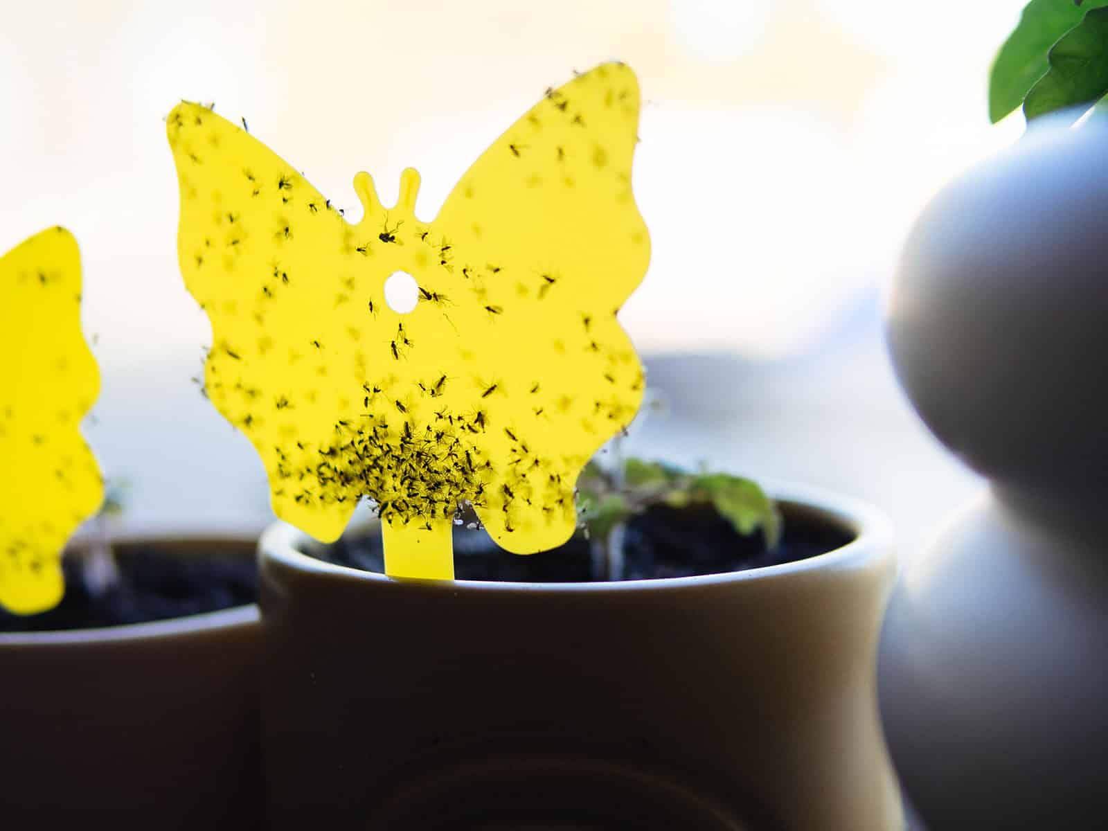 Close-up of yellow sticky fly trap in a small planter with lots of fungus gnats stuck in it