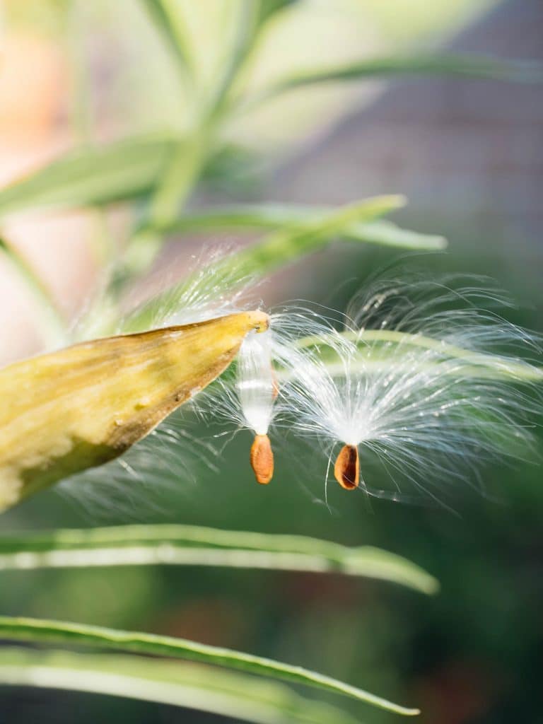 6 Foolproof Tips to Germinate Hard-to-Start Seeds—Fast!