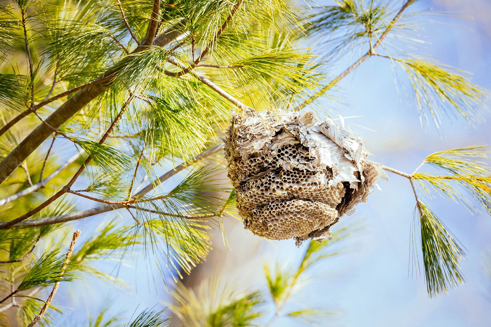 How to safely get rid of wasps without getting stung