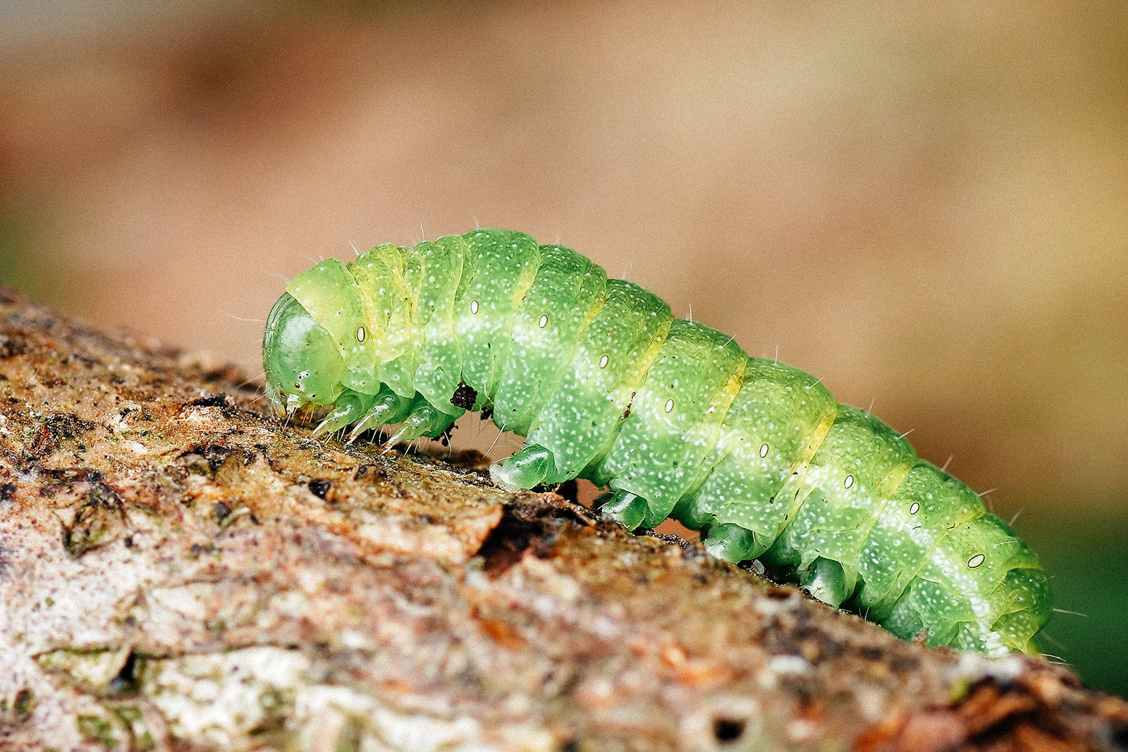 Angle shades moth caterpillar