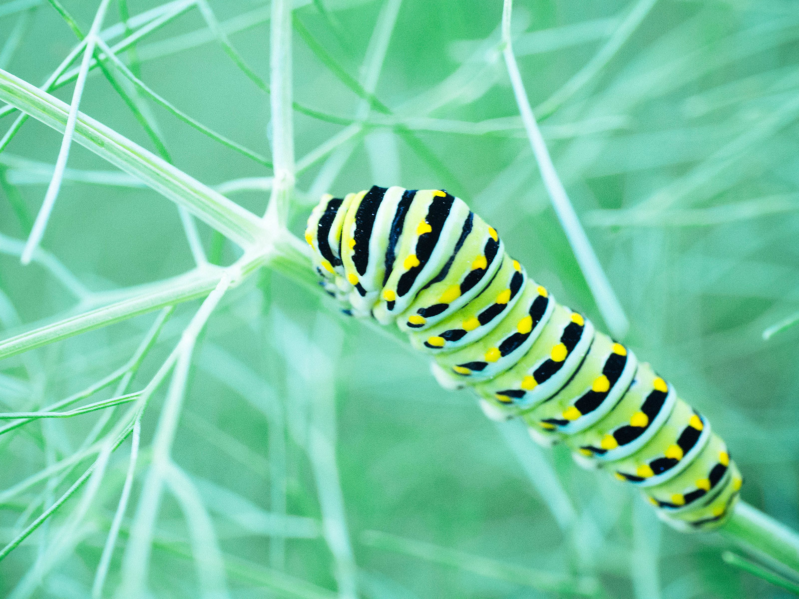 Black swallowtail caterpillar