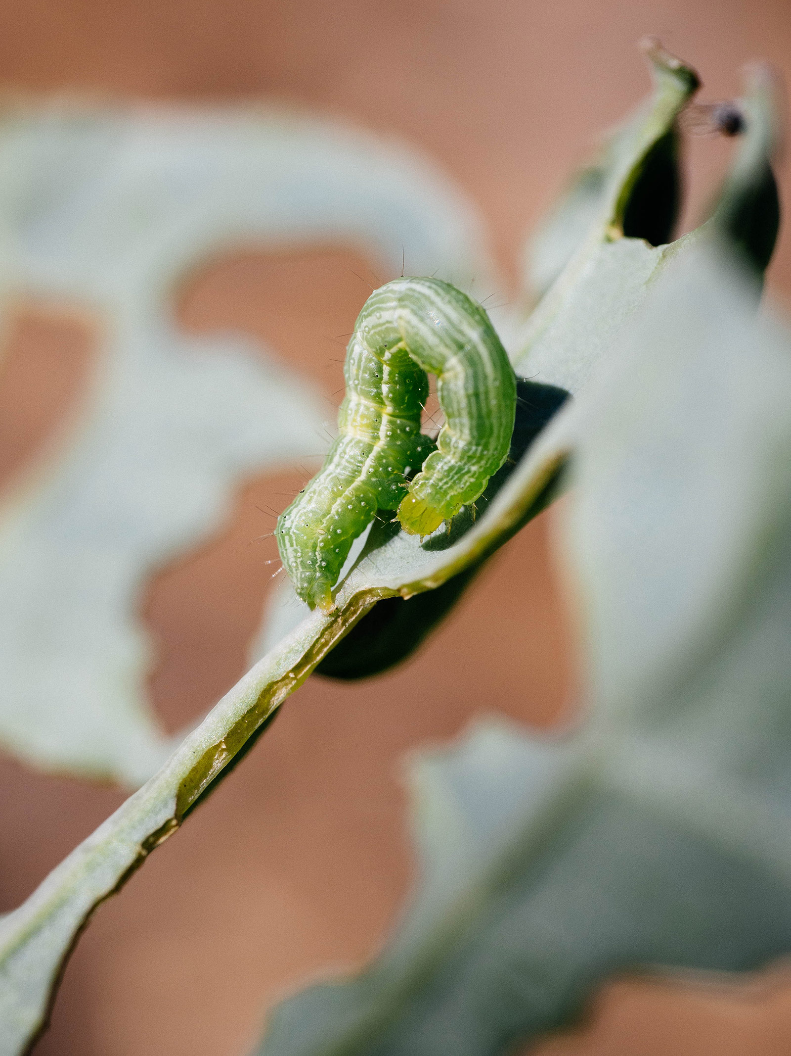 Cabbage looper caterpillar