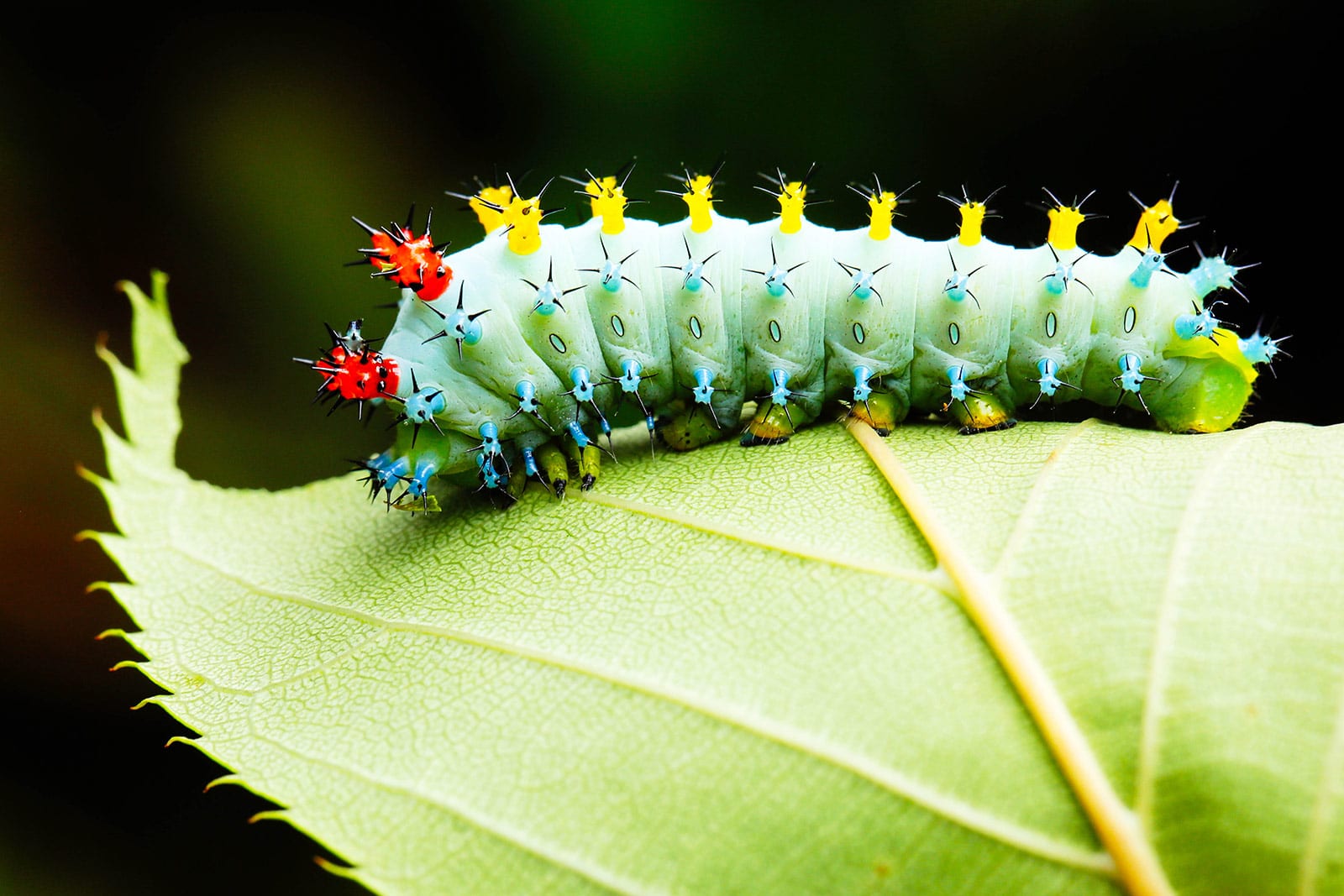 Cecropia moth caterpillar