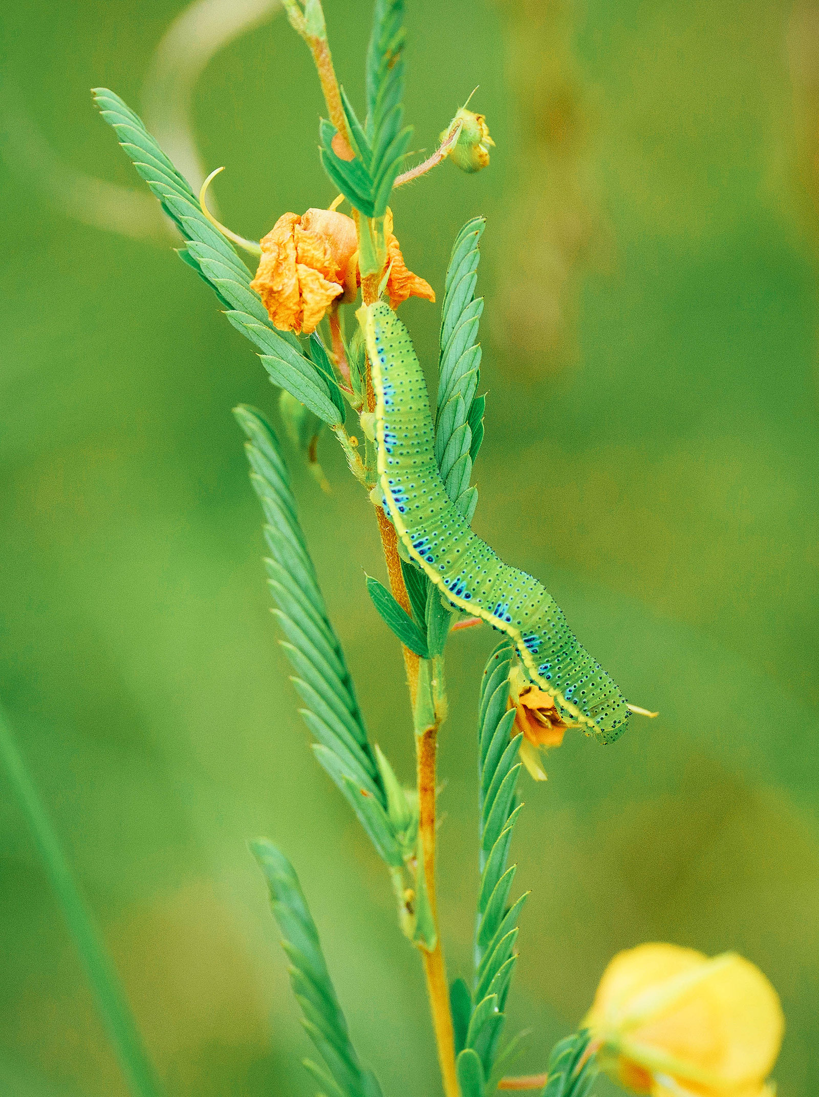 Cloudless sulphur caterpillar