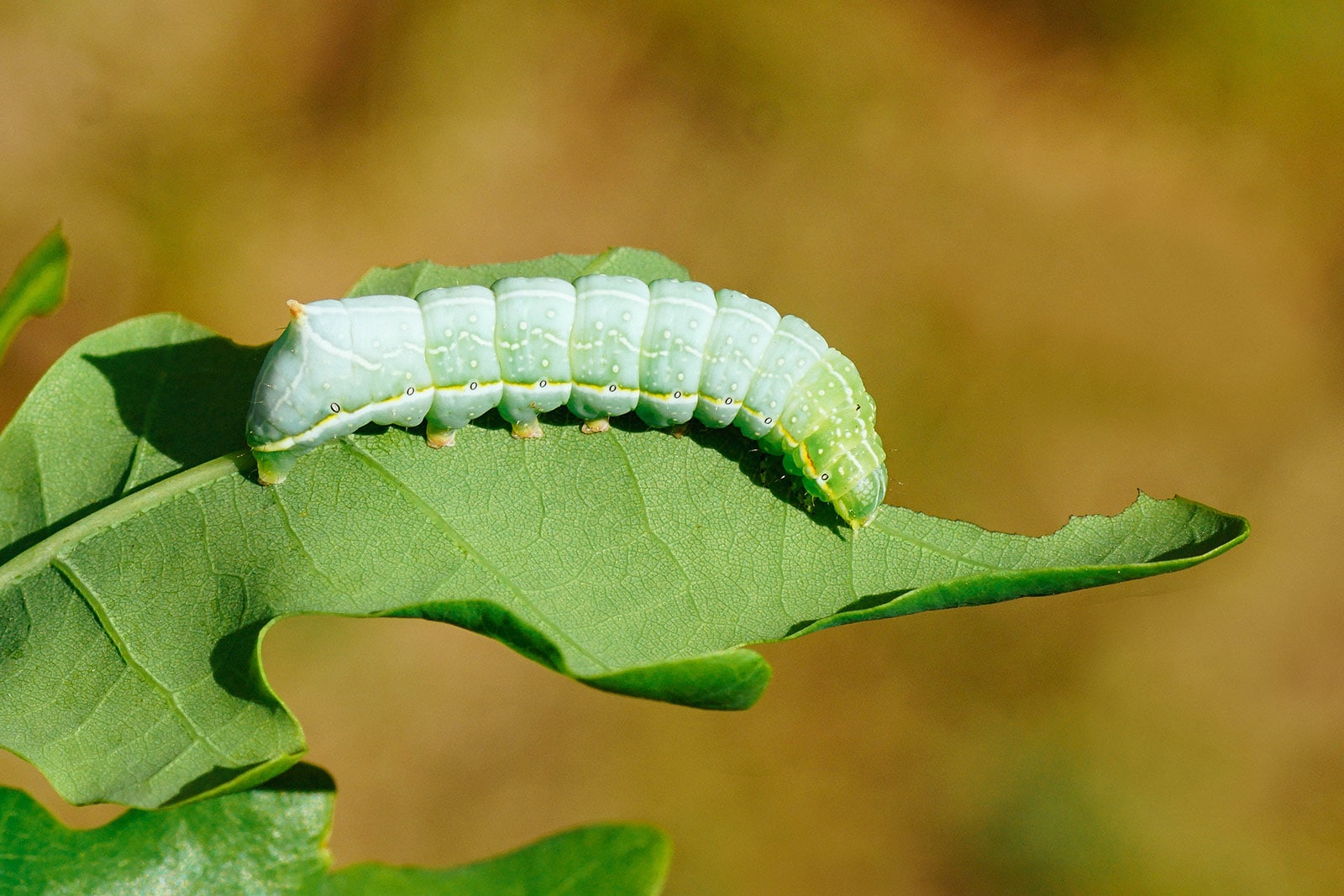 Copper underwing moth caterpillar