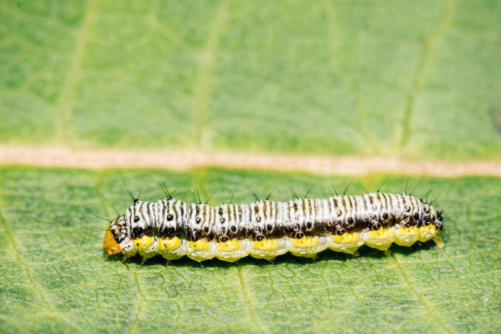 Cross-stripped cabbageworm