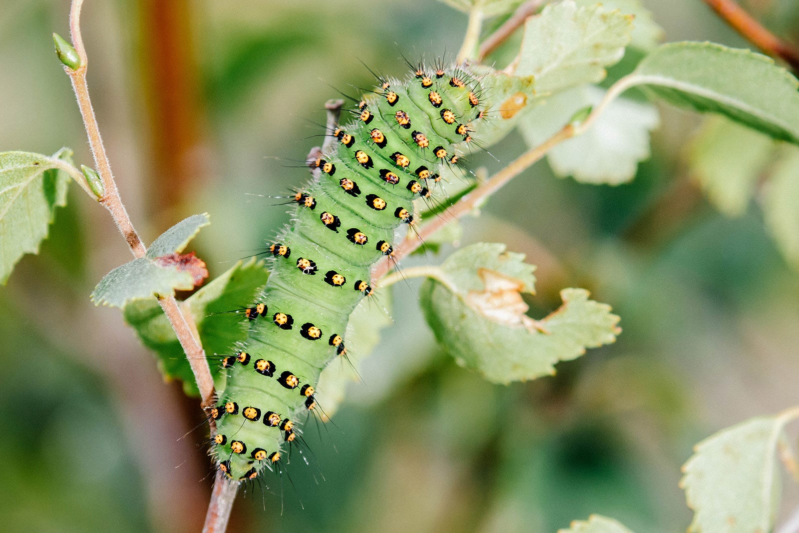 Emperor moth caterpillar