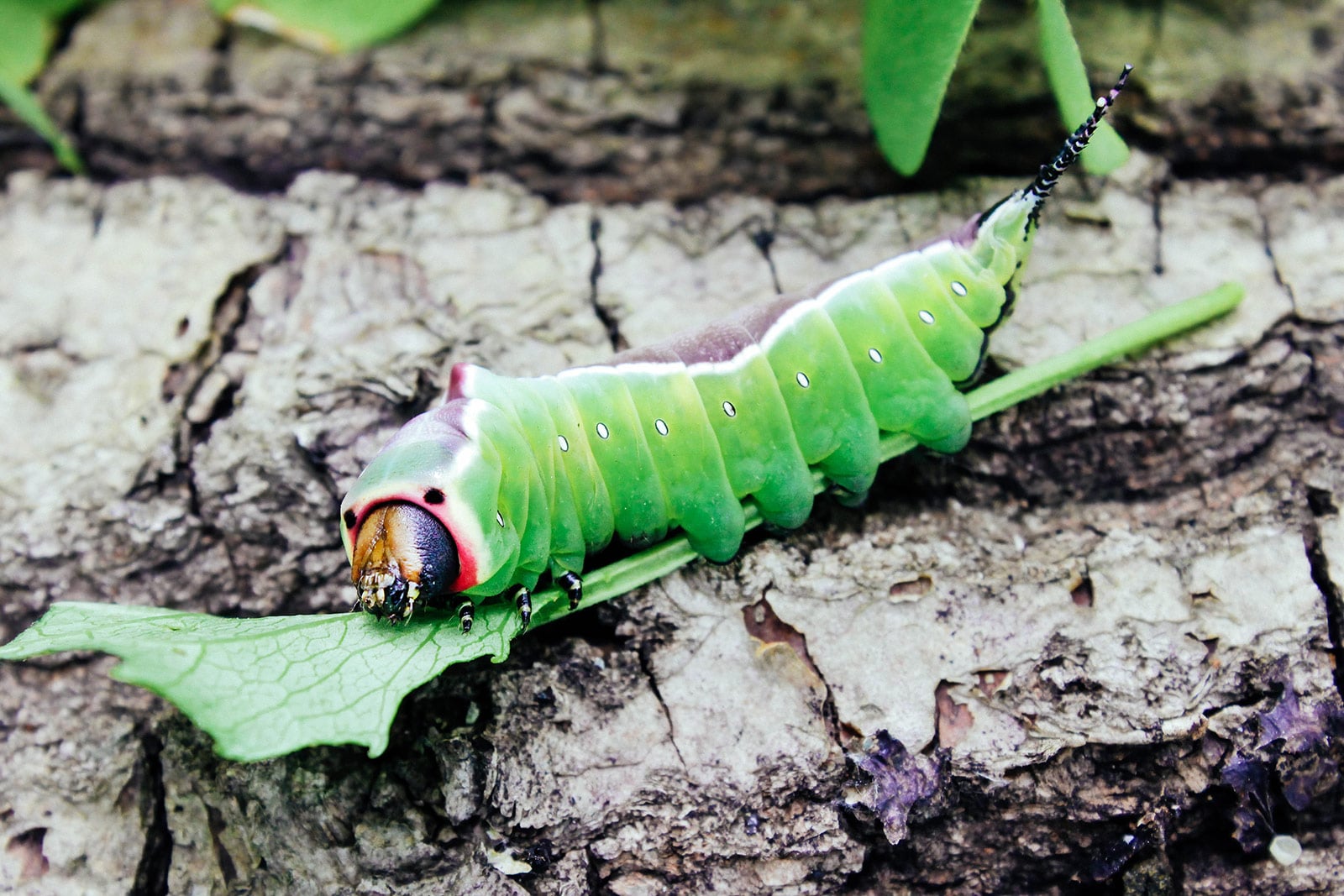 European puss moth caterpillar