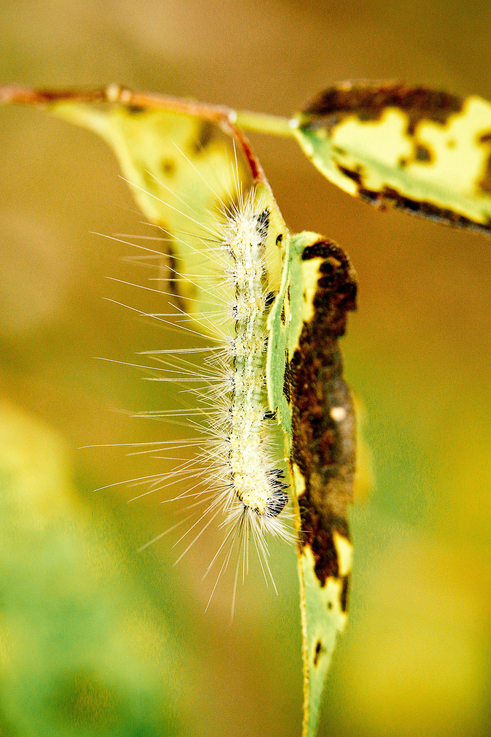 Fall webworm