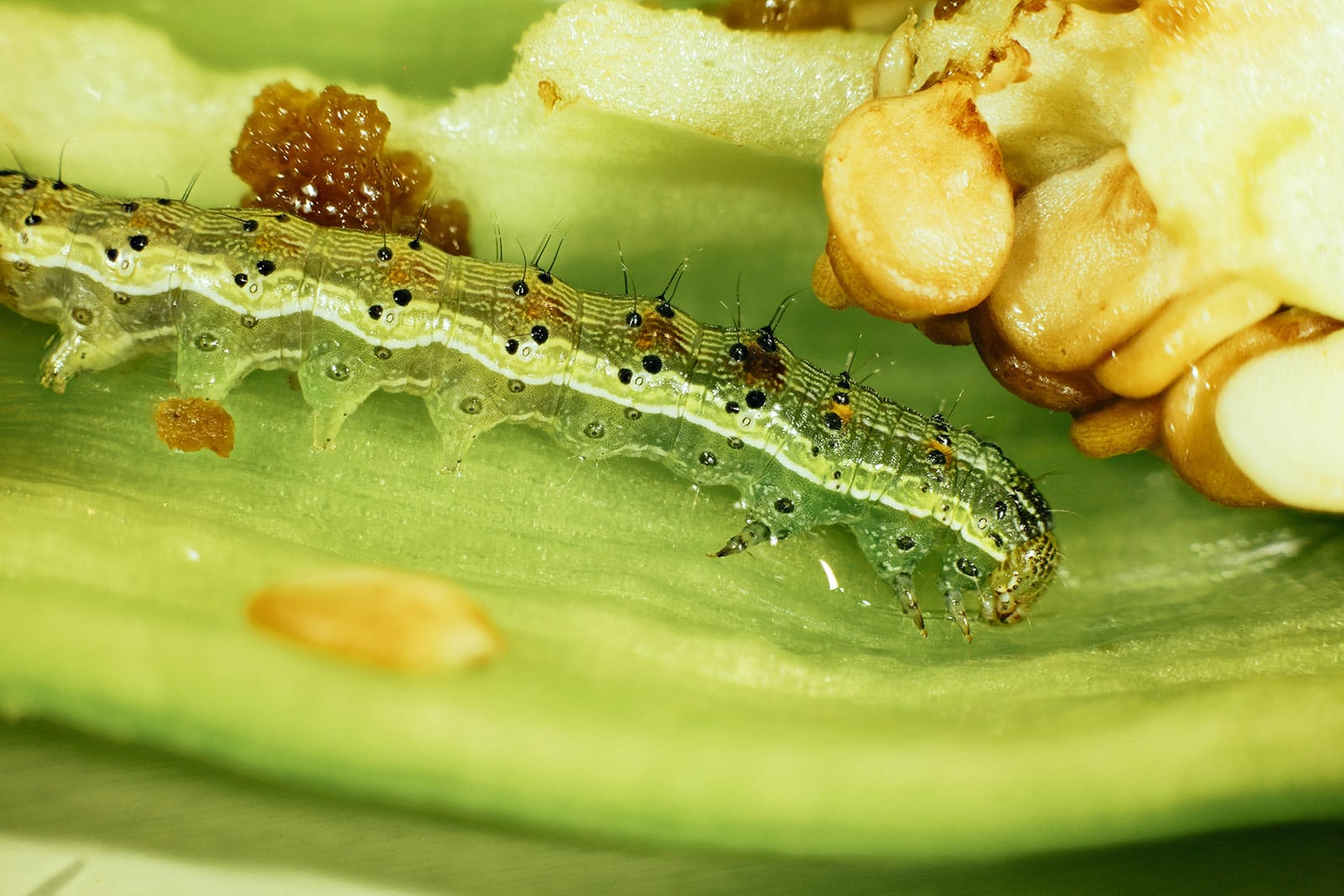 Genista caterpillar