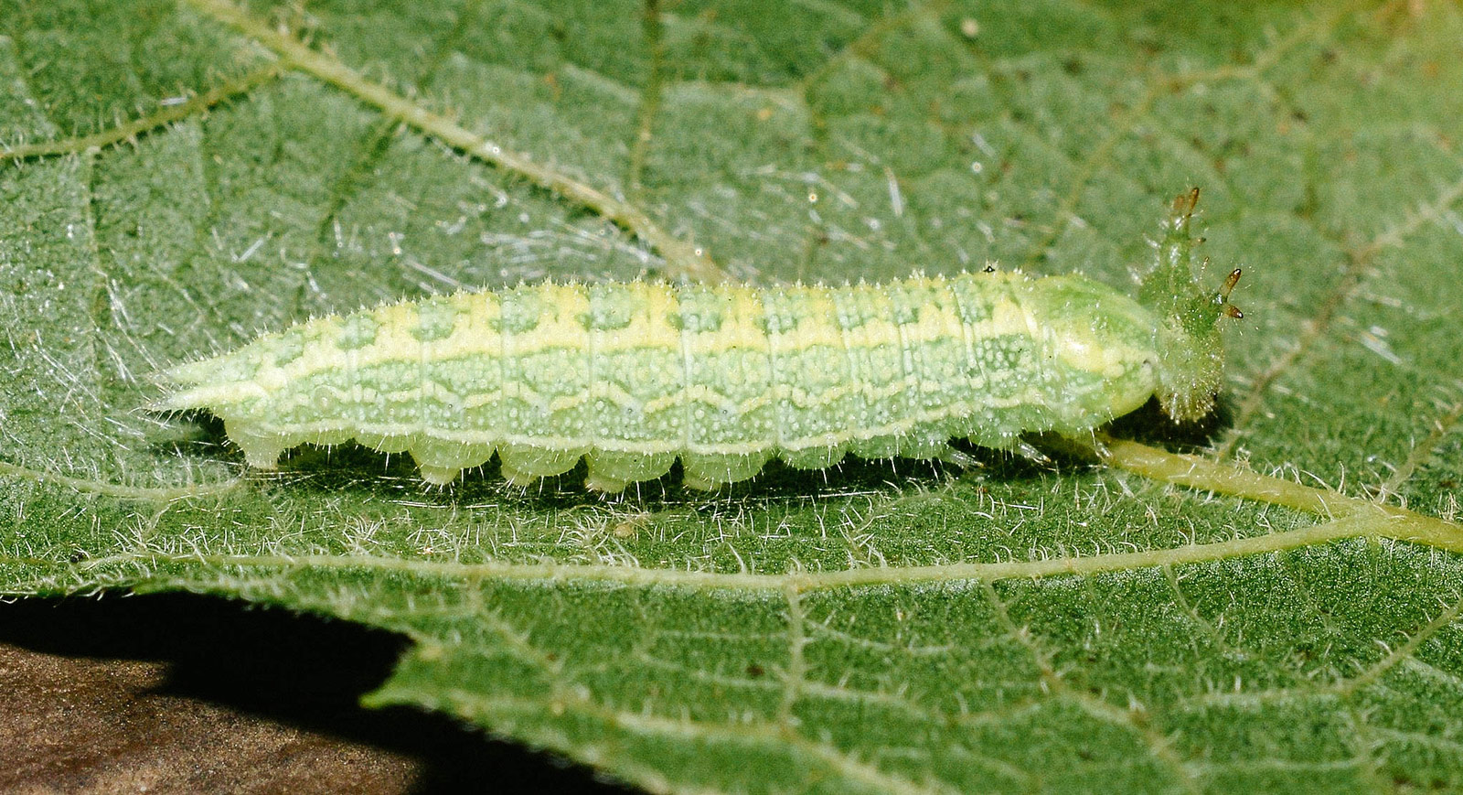 Hackberry emperor moth caterpillar