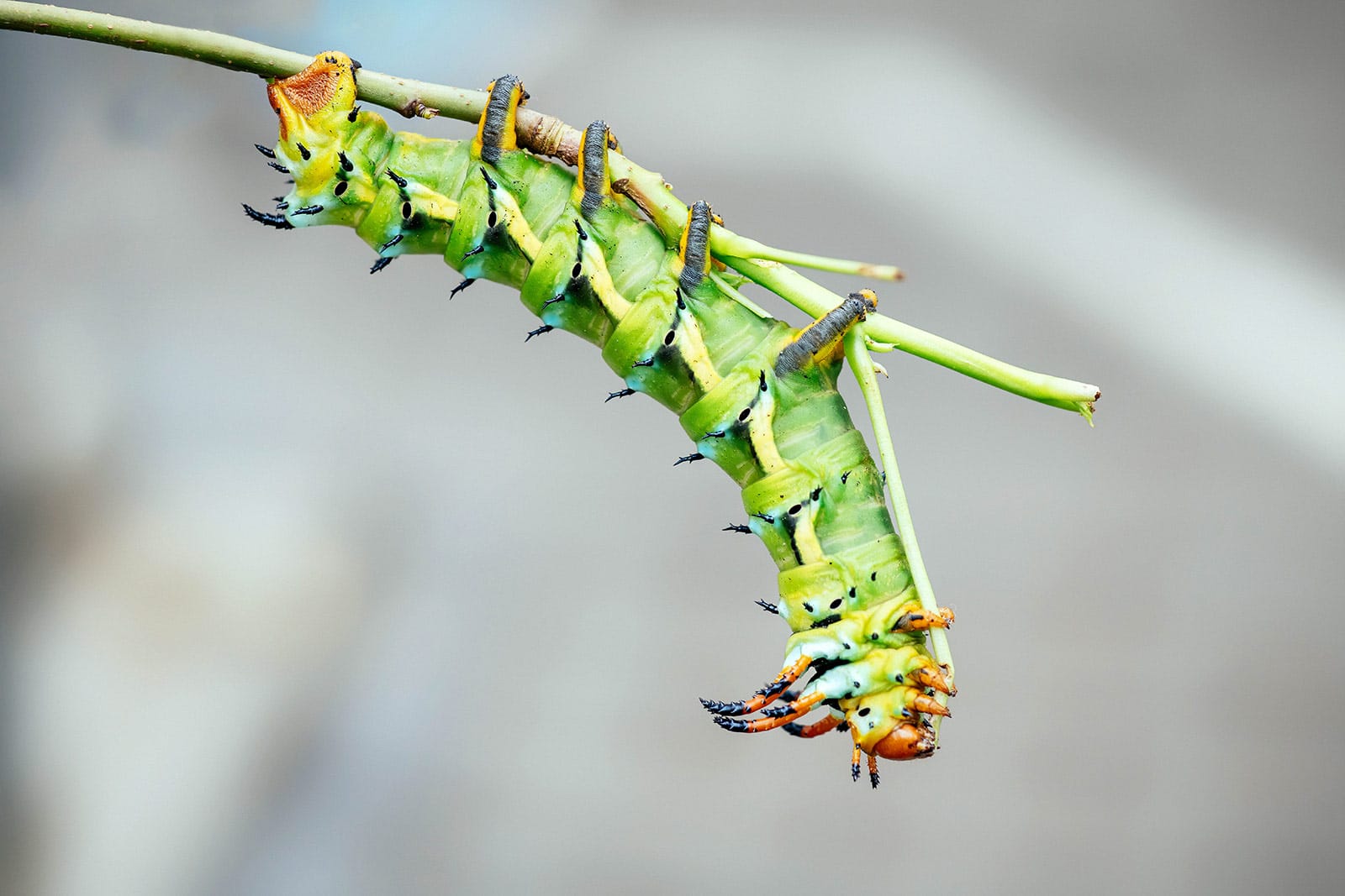 Hickory horned devil caterpillar