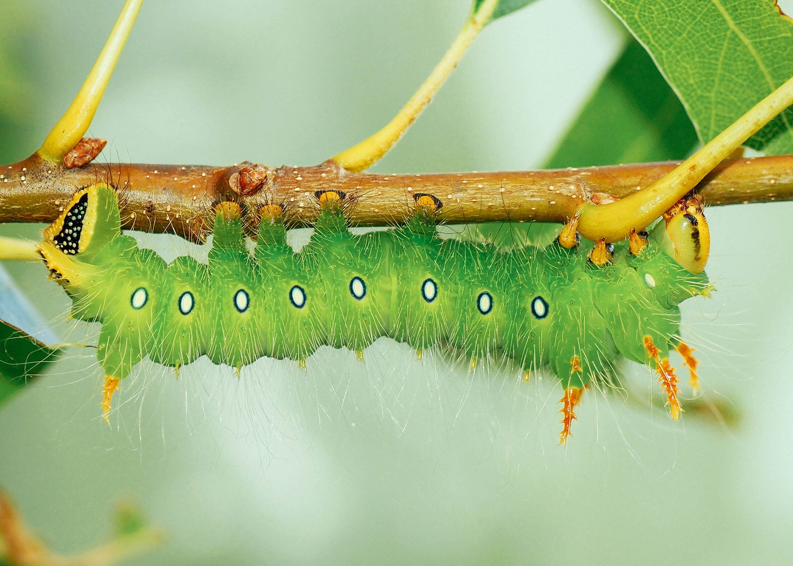 Imperial moth caterpillar