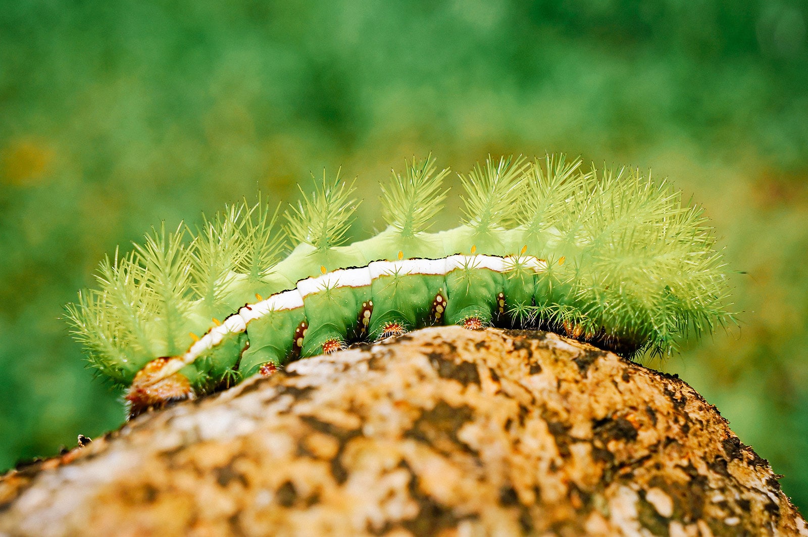 Io moth caterpillar