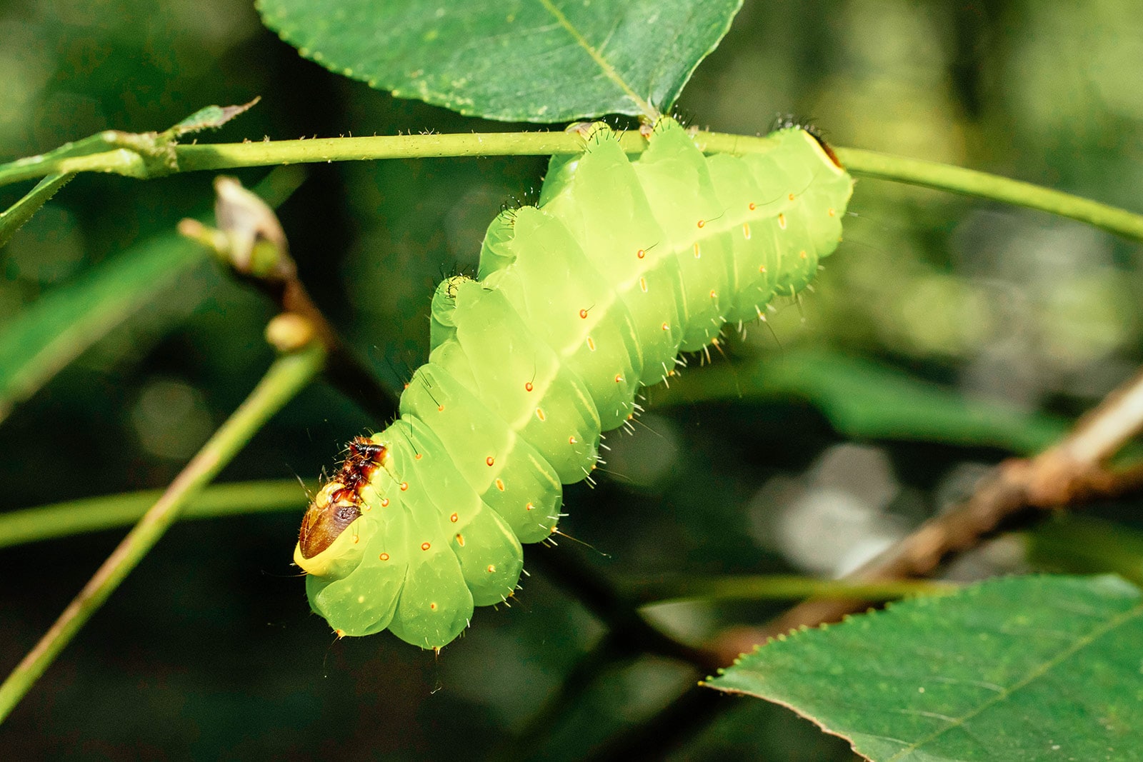 Luna moth caterpillar