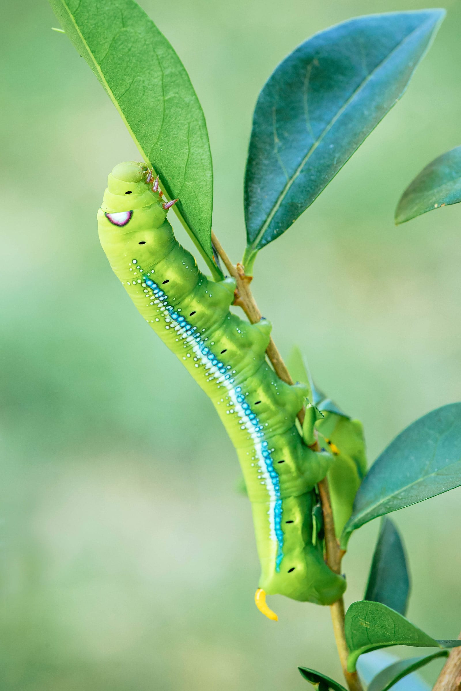 Oleander hawk moth caterpillar