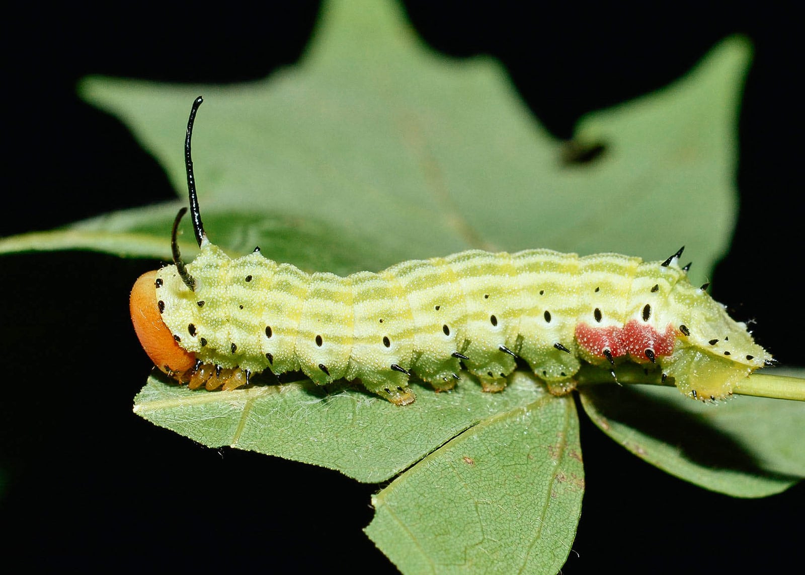 Rosy maple moth caterpillar