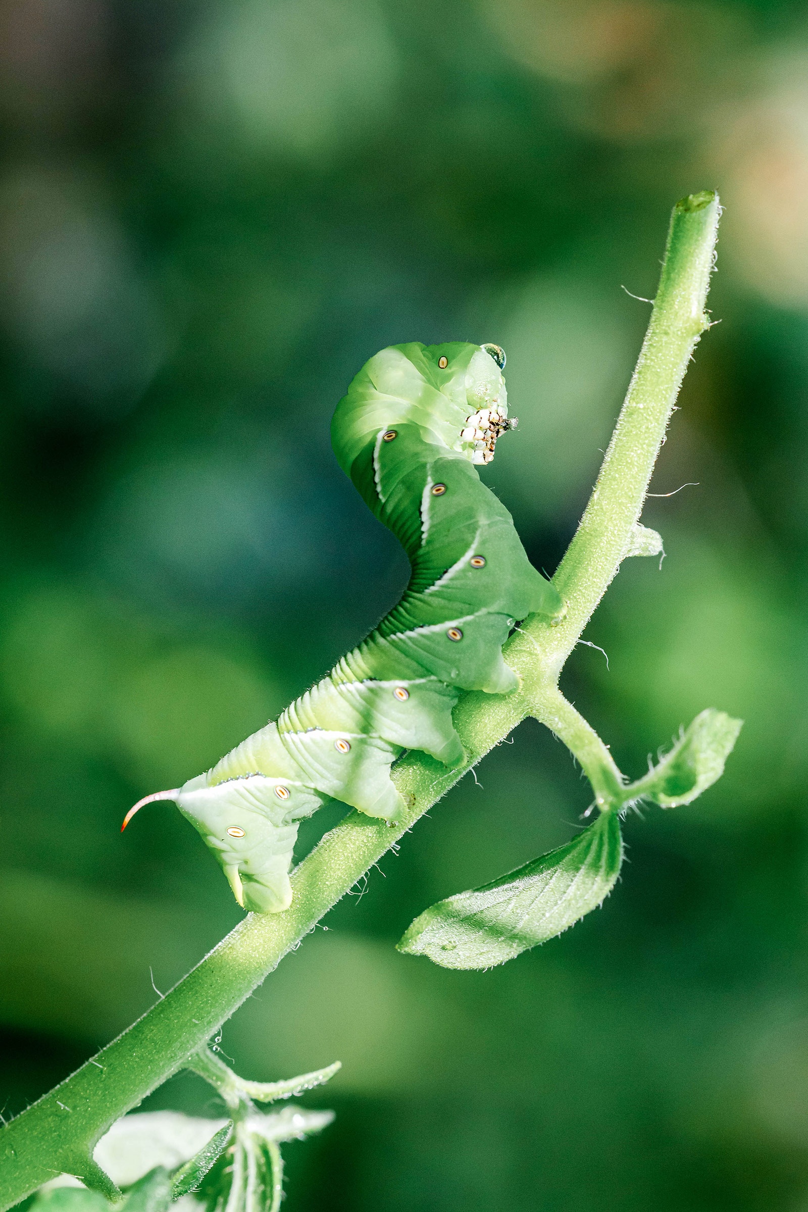 Rustic sphinx moth caterpillar