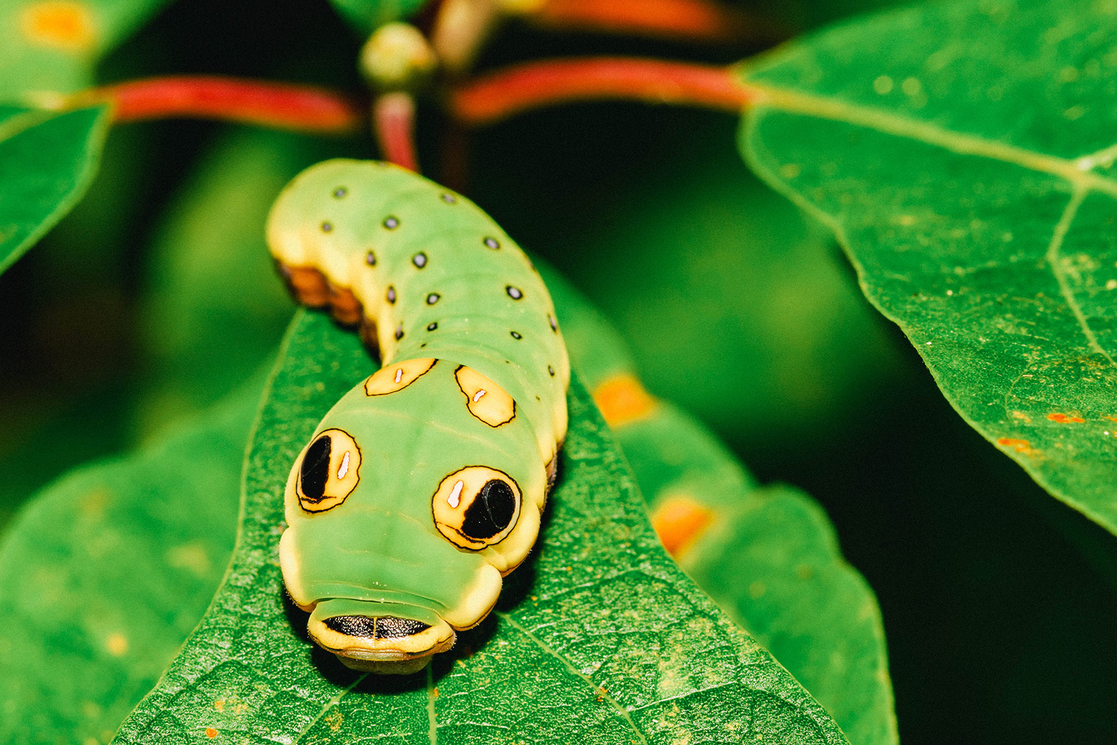 Spicebush swallowtail caterpillar