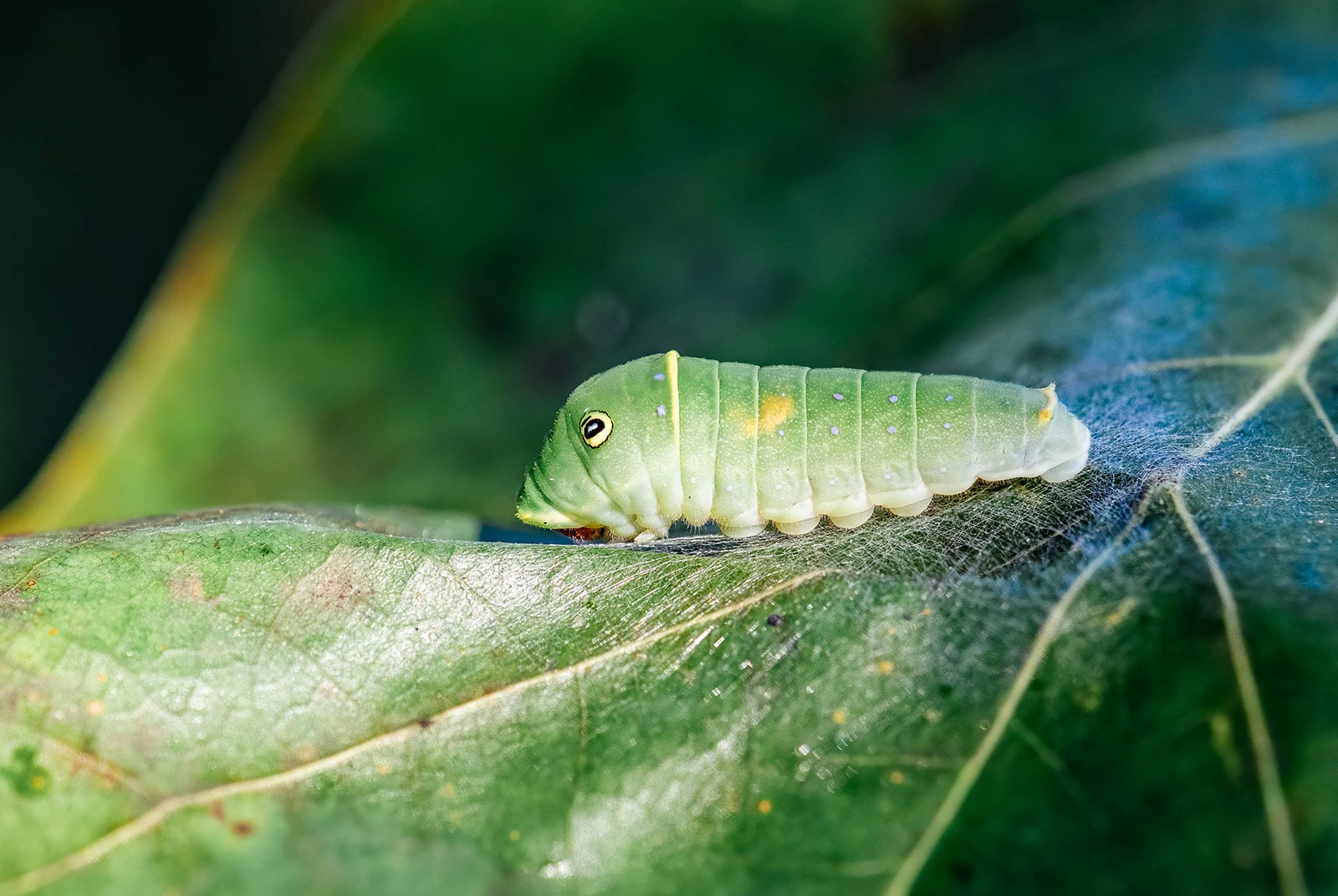 Tiger swallowtail caterpillar