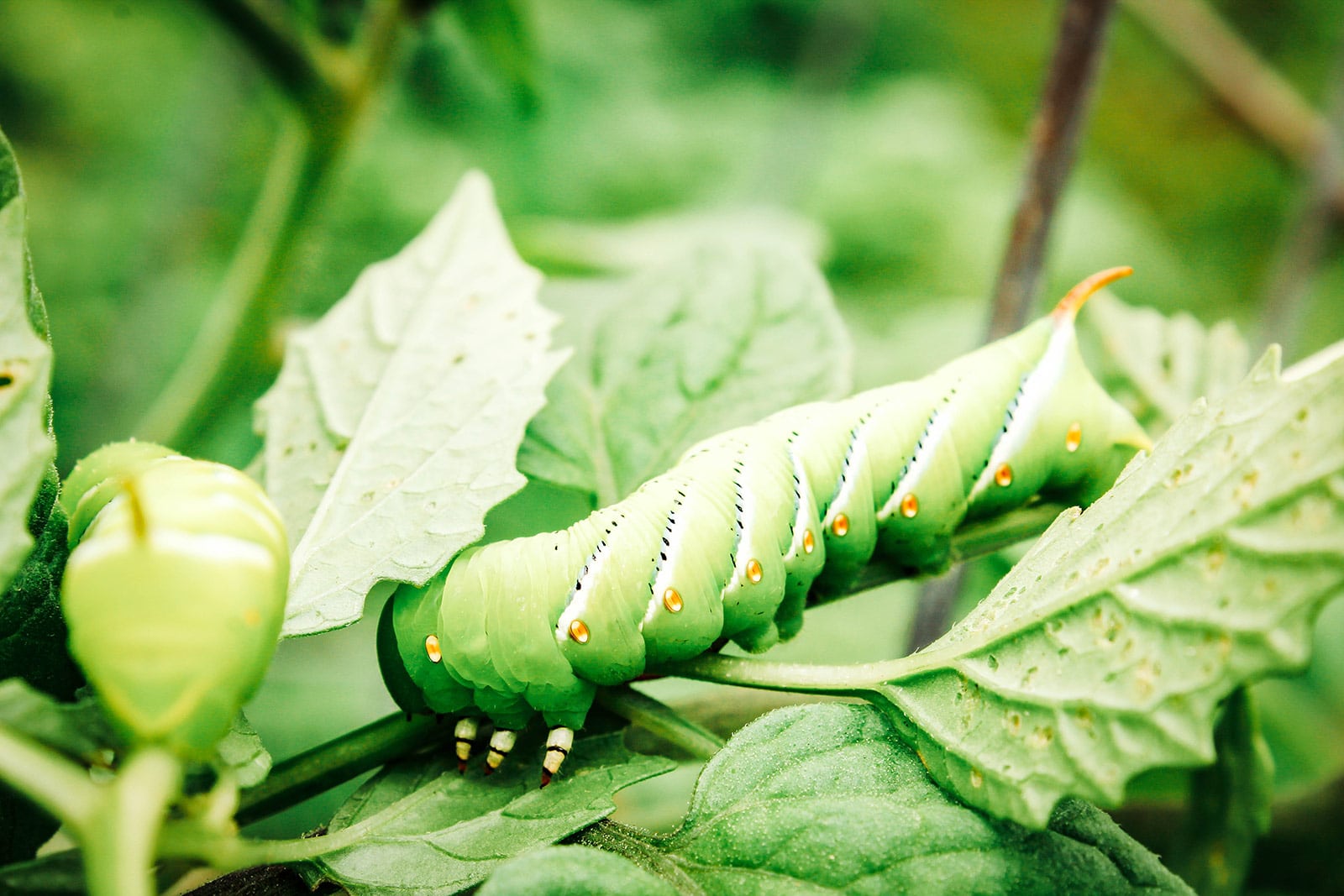 Tobacco hornworm