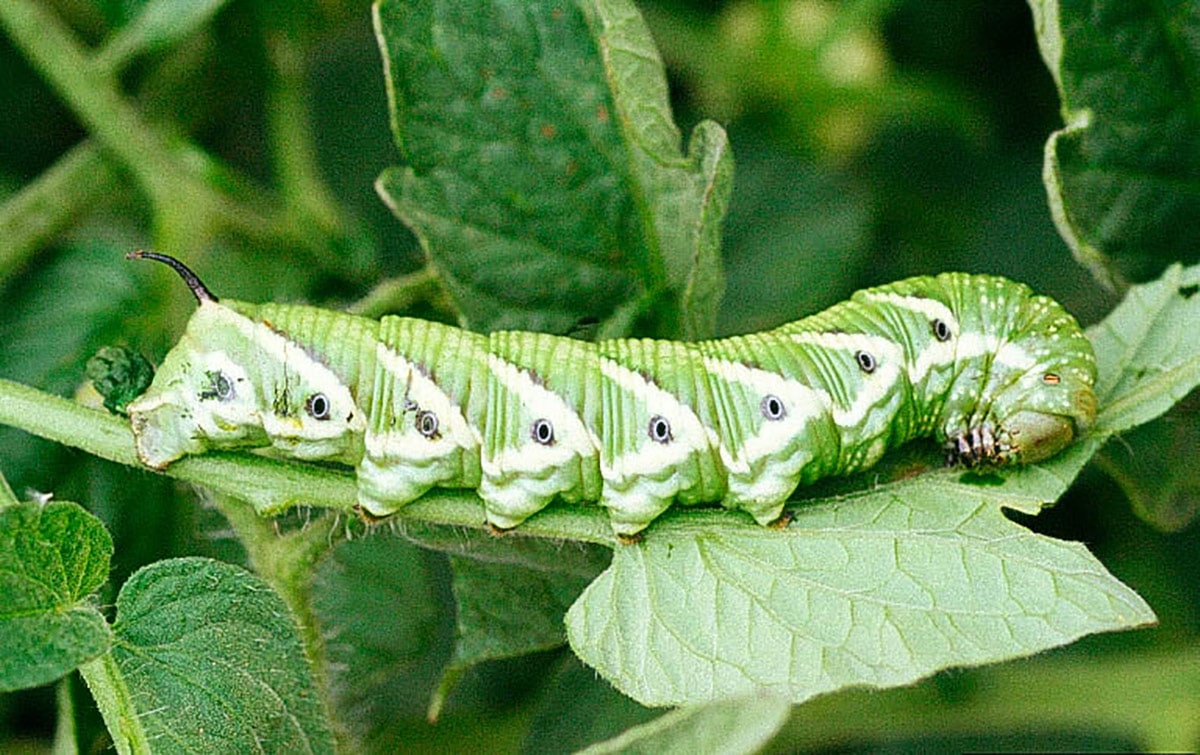 Tomato hornworm