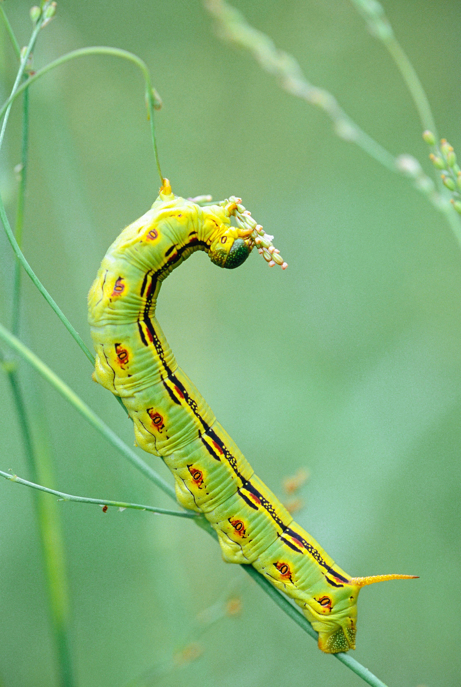 White-lined sphinx moth caterpillar