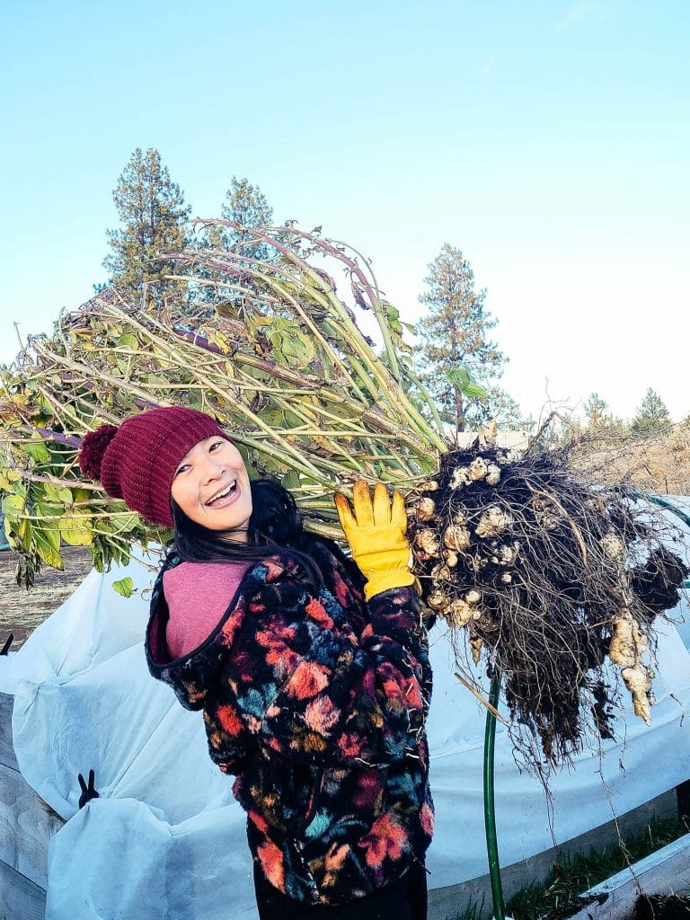 Your Guide to Growing Jerusalem Artichokes (Sunchokes)