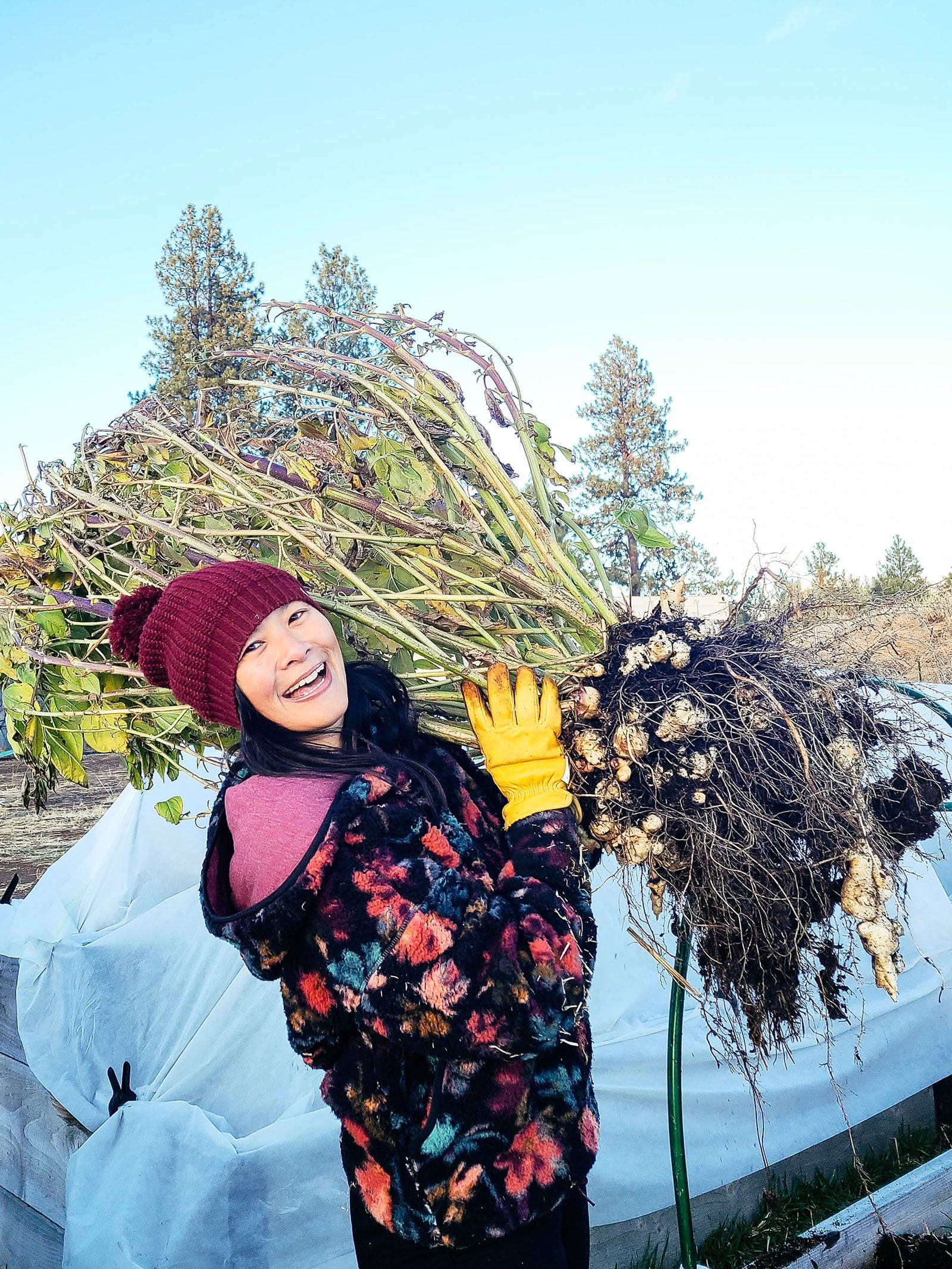 Complete guide to growing Jerusalem artichokes (sunchokes)