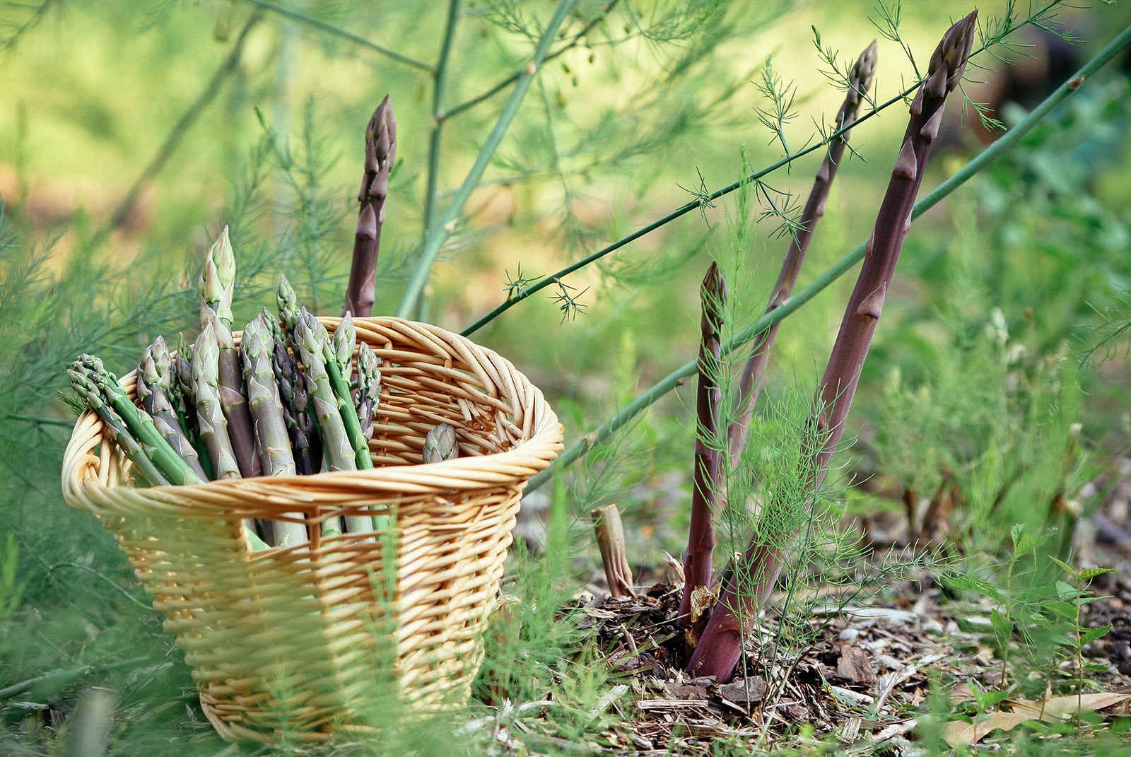 The definitive guide to growing asparagus in a raised bed