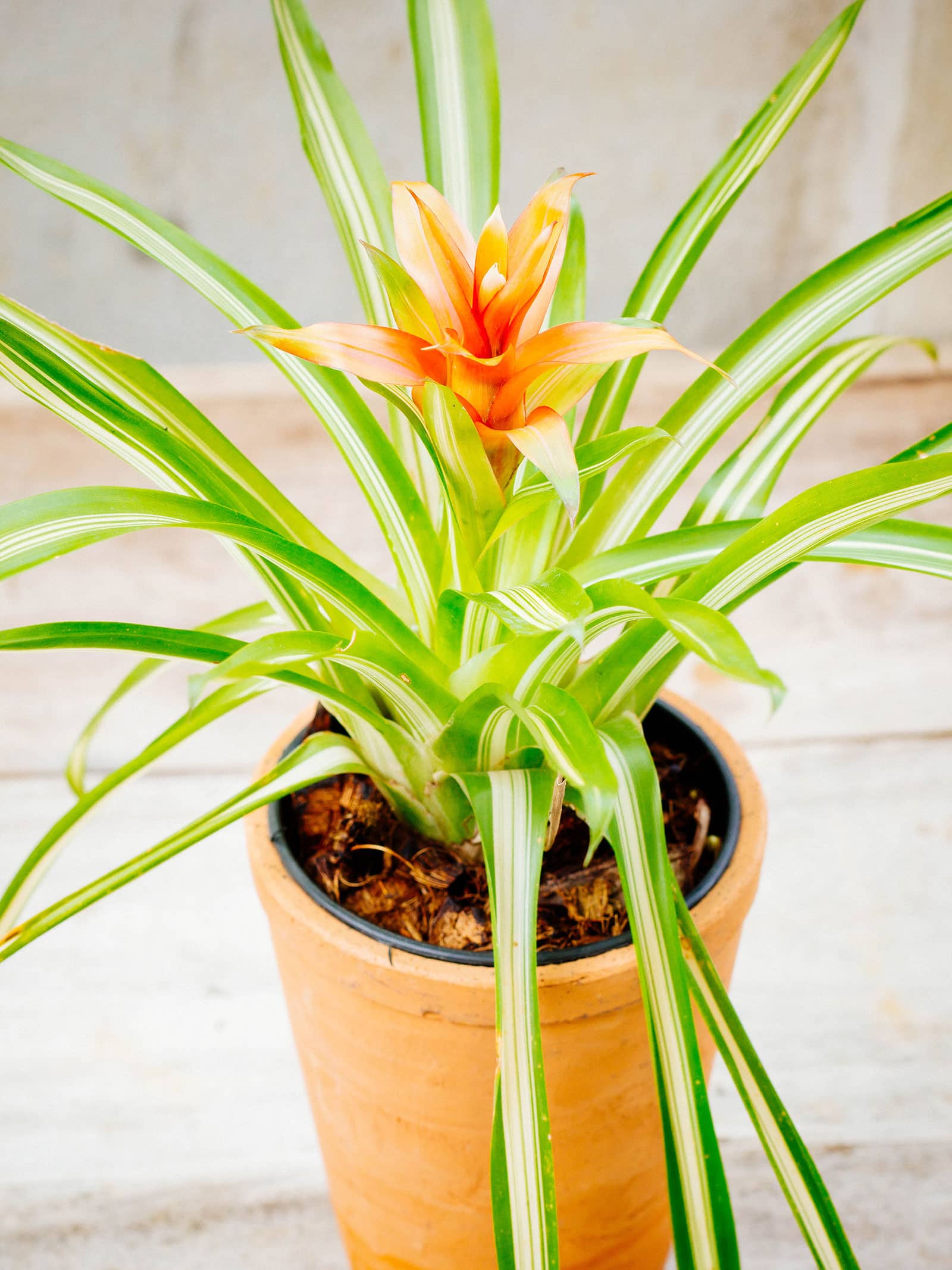 How to grow a gorgeous Guzmania bromeliad