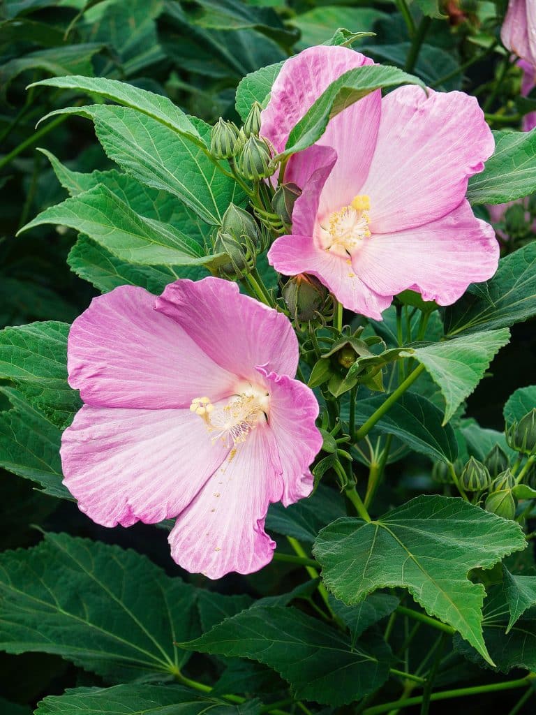 How to Grow Hardy Hibiscus—Even in Cold Climates