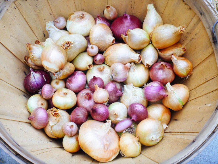 Onions Can Store Up to a Year If You Cure Them—Here’s How