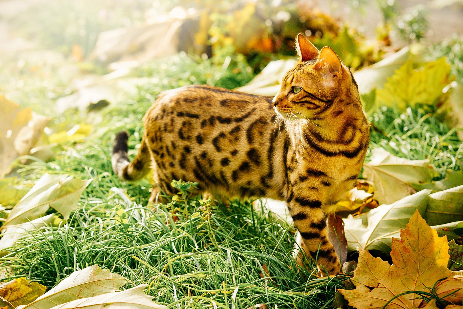 Keep cats out of your garden with these 9 natural deterrents