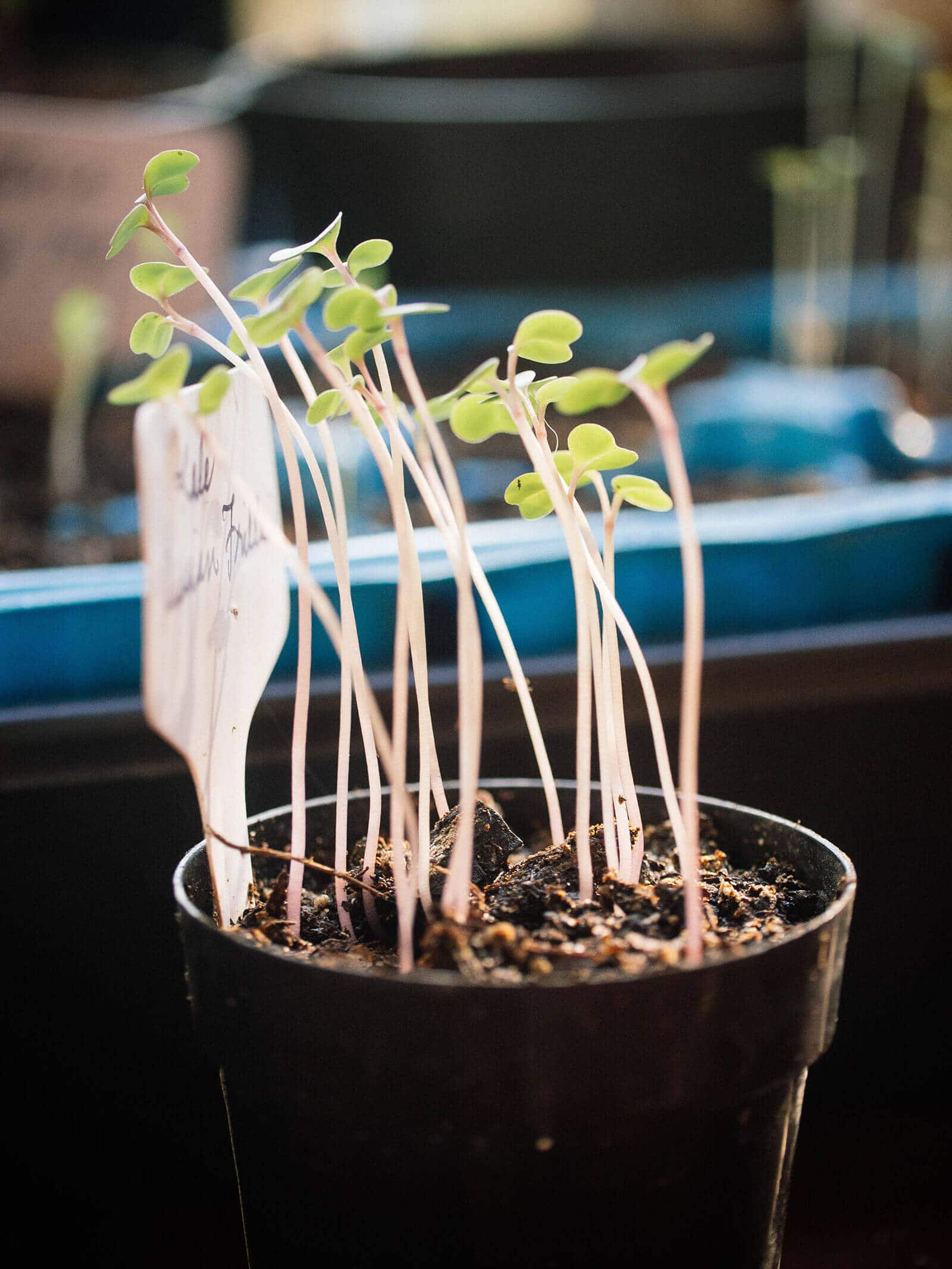 Leggy seedlings: what causes them and how to fix them