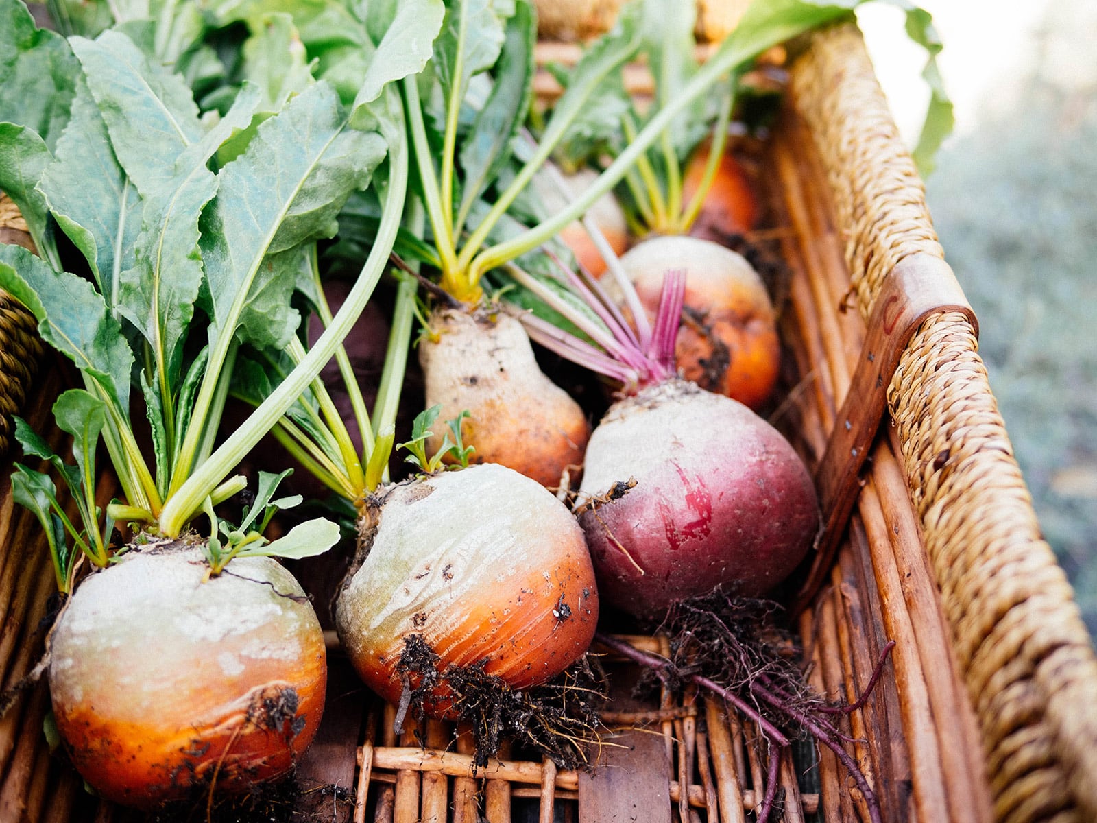 Freshly harvsted yellow and pink beets in a wooden and wicker basket