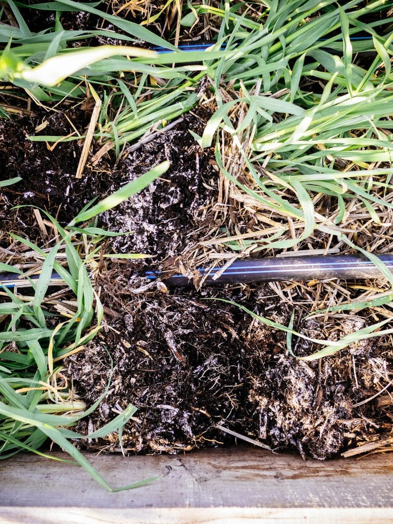 What’s That White Mold in My Soil?!