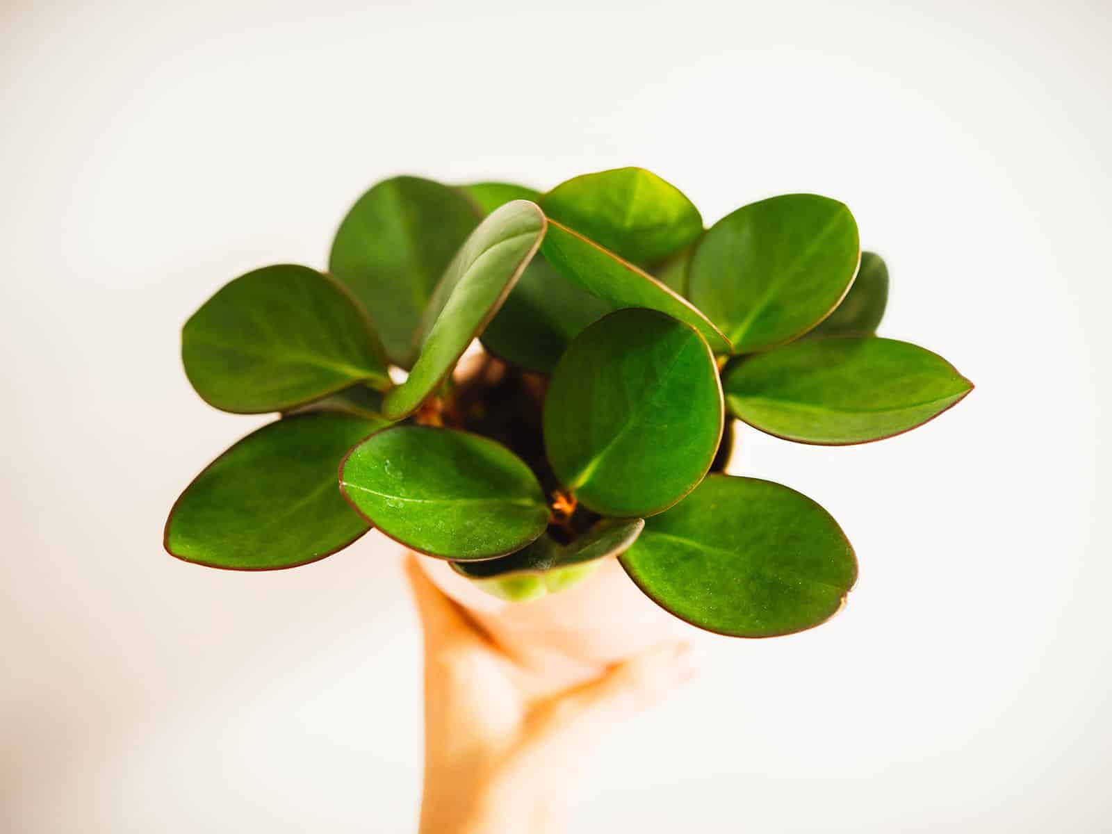 Hand holding a green Peperomia obtusifolia plant against a white wall