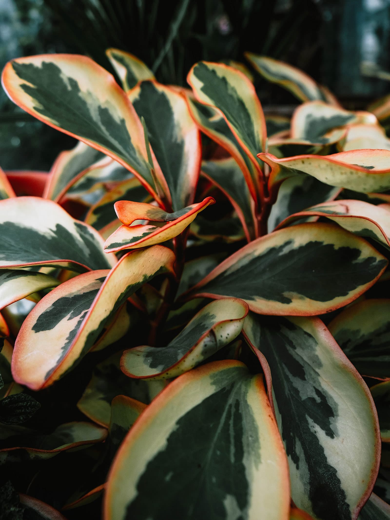 Peperomia clusiifolia houseplant, a baby rubber plant lookalike