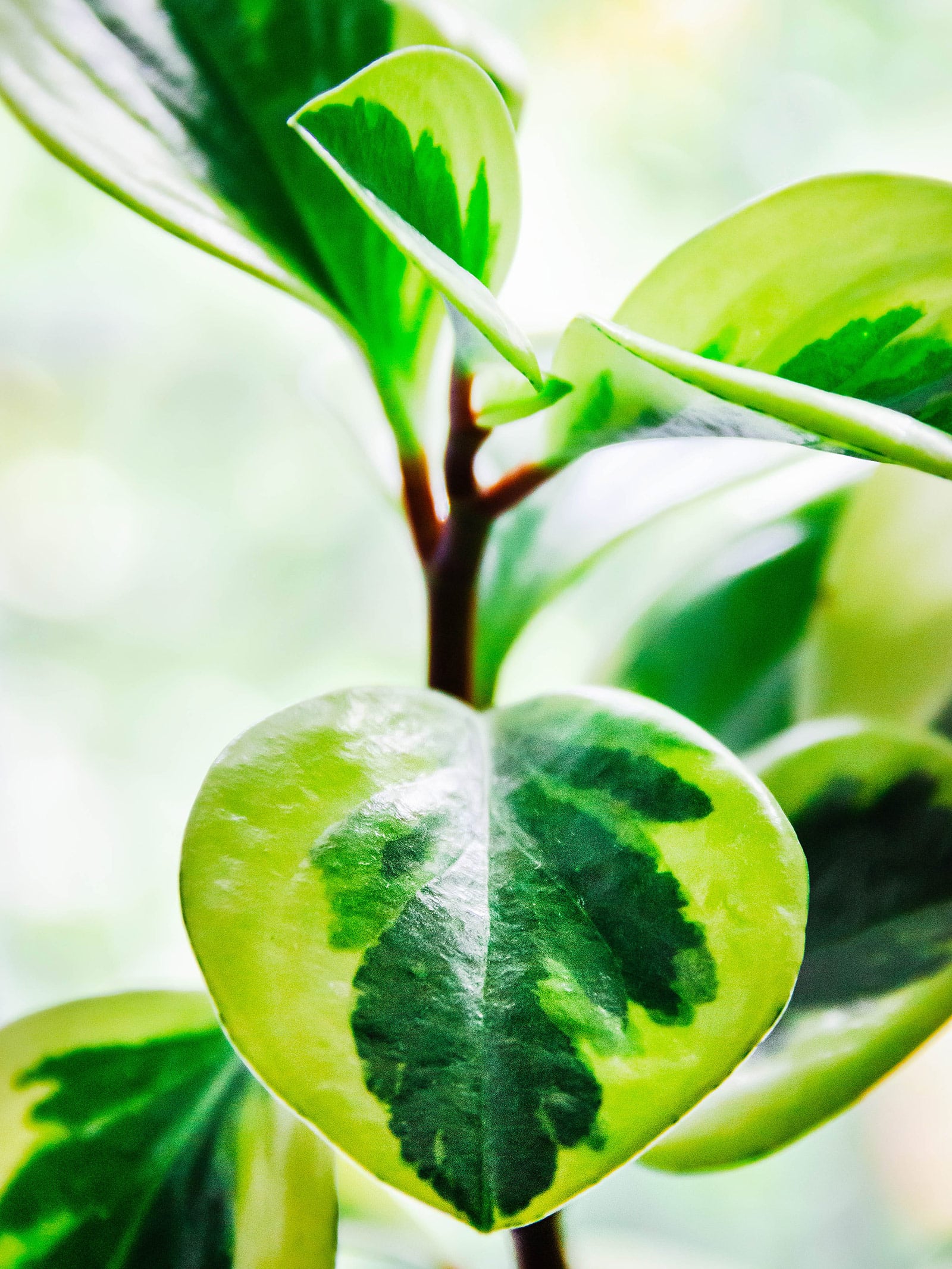 Close-up of a variegated leaf on a baby rubber plant