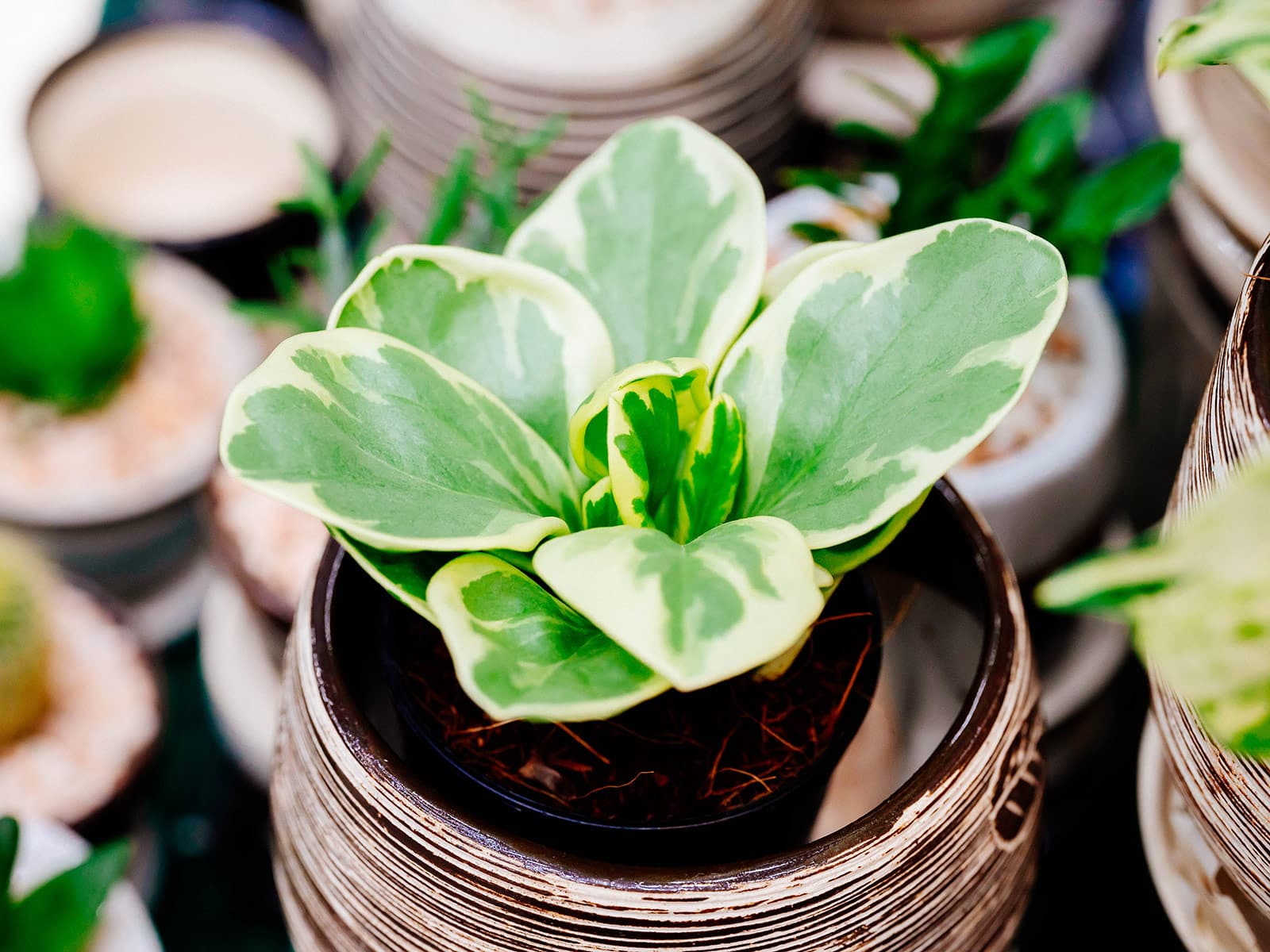 Small baby rubber plant in a striped brown and white ceramic pot shot with other houseplants in the background