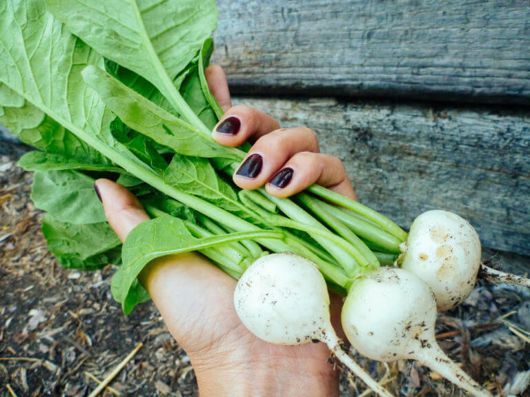 60+ Best Vegetables, Herbs, and Fruits That Grow in Shade